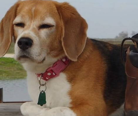 This Video Is A Memorial To An Adorable Pup Who Crossed The Rainbow Bridge Last Year