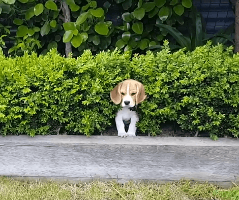 This Video Of An Adorable Pup Going From 8 Weeks To 4 Months Is Just Incredible!