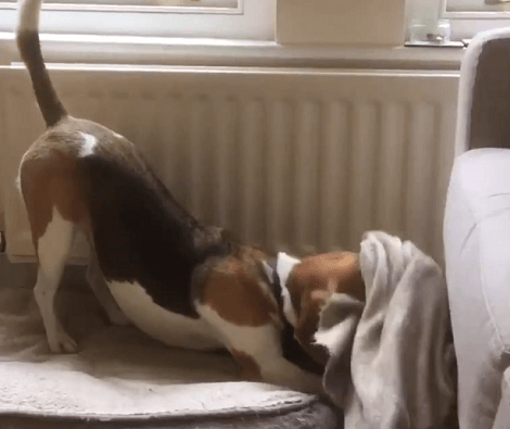 This Adorable Pup Is So Tired She Literally Tucks Herself Into Bed!