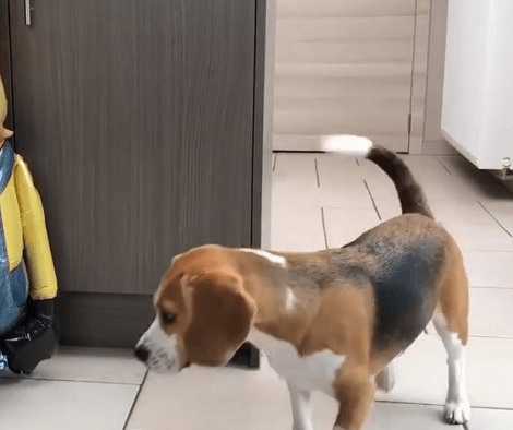What Happens When Your Pups Meet A Large Minion?! This Is Too Cute!