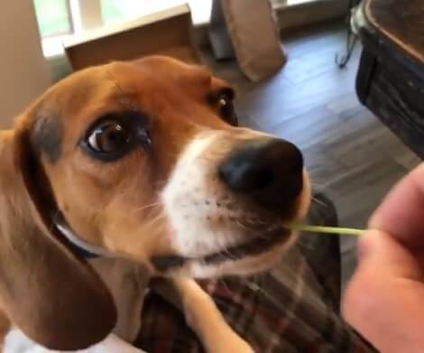 This Adorable Pup Is Having Fun With The Simplest Toy You Can Ever Find!
