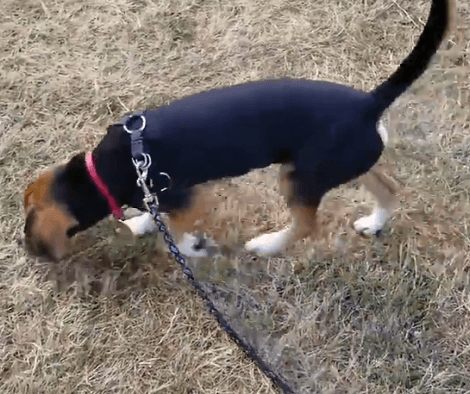 Bringing Home A Pup Is The Most Memorable Thing! Watch This Heartwarming Video!