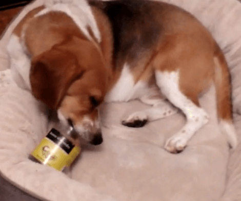 When It's Time To Clean Jars, This Adorable Pup Has You Covered! Check This Out!