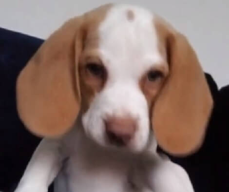 This Adorable Pup's About To See His Reflection On The Phone Screen For The First Time!