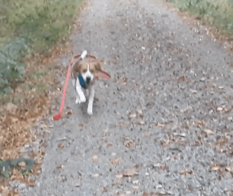 Adorable Pup Finds A Trail And Immediately Begins To Wander Around!
