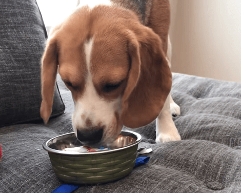 This Adorable Pup Is Busy Eating His Birthday Cake! Watch Him Enjoy The Delicious Treat!