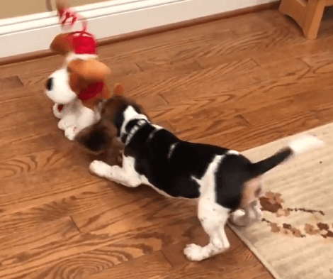 Adorable Pup Is Celebrating Her First Christmas, But Look Who's There Celebrating With Her!