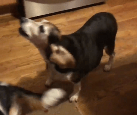 See This Adorable Pup's Reaction When Dad Starts Howling!