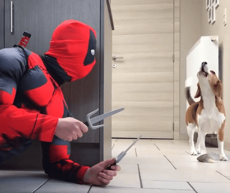 What Happens When Your Pups Meet Deadpool? This Is Totally Epic!