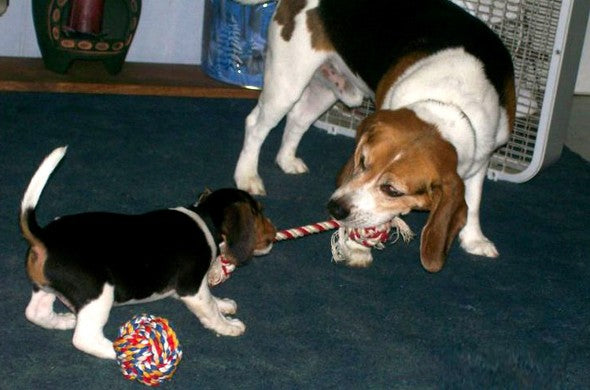 Heroic Beagle Sacrifices His Life To Save His Family From An Angry Bear. #RIPHero