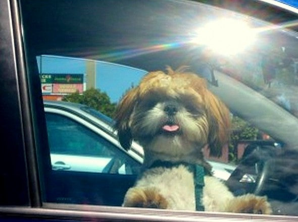 If You See A Dog In A Hot Car, New State Law May Allow You To Break The Glass To Save The Dog.