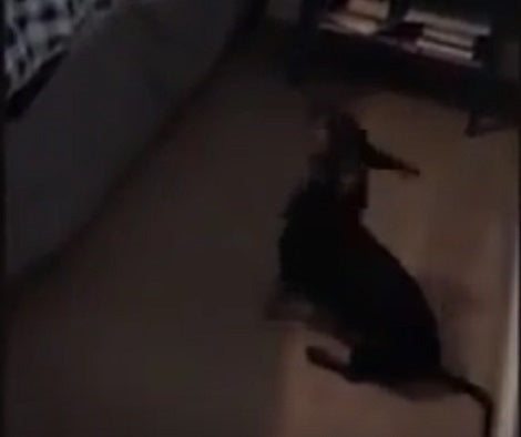 The Moment This Pup Was Reunited With His Human After 6 Months Is Heartwarming!