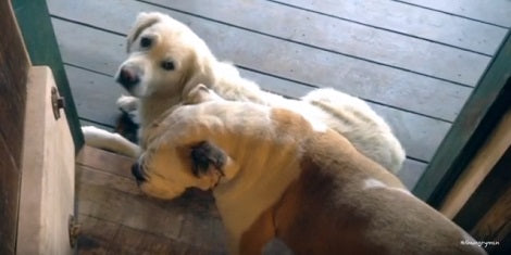Adorable Pup Won't Let Sibling Pass No Matter How Urgent It Is! LOL