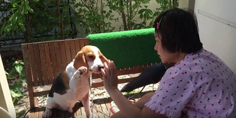 This Pup Has Just Taken A Shower, But How He Dries In The Sun? Incredible!