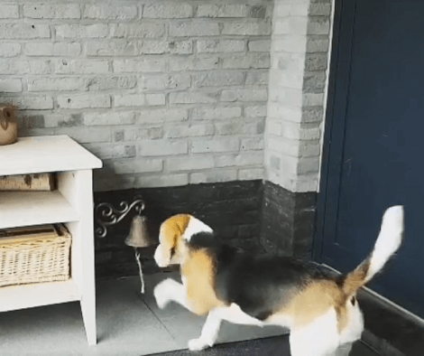 When It's Time To Open The Door, This Adorable Pup Just Uses The Bell!