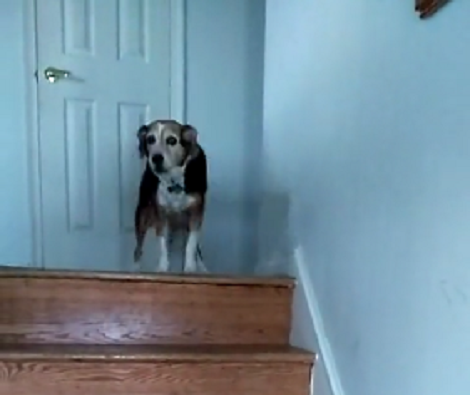 Adorable And Super Loving Pup Screams With Joy When She Sees Daddy! – A ...