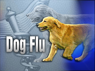 Tennessee Dog Owners To Be Alert As Dog Flu Spreads In Surrounding States