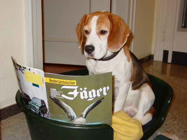 So You Think You Know Your Beagles? Here's A Quiz To Test You!