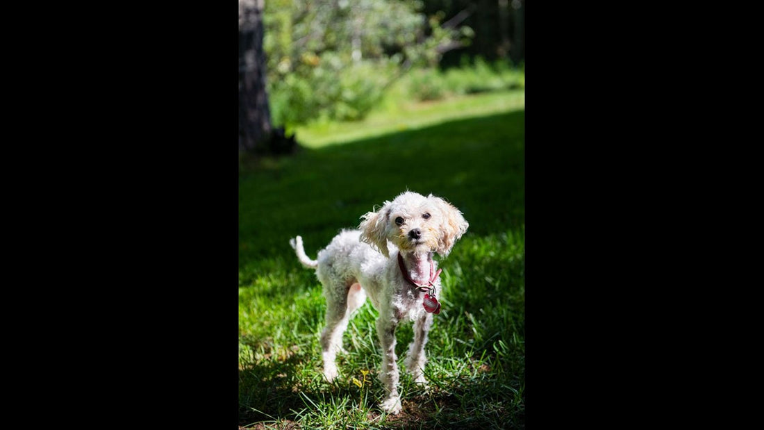 Little Puppy Gets Lost In Colorado Wilderness For A Month And Survives
