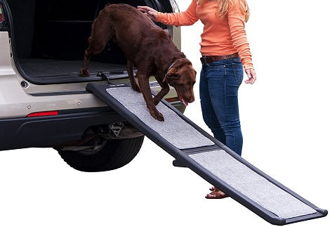 How To Teach A Dog To Use A Ramp