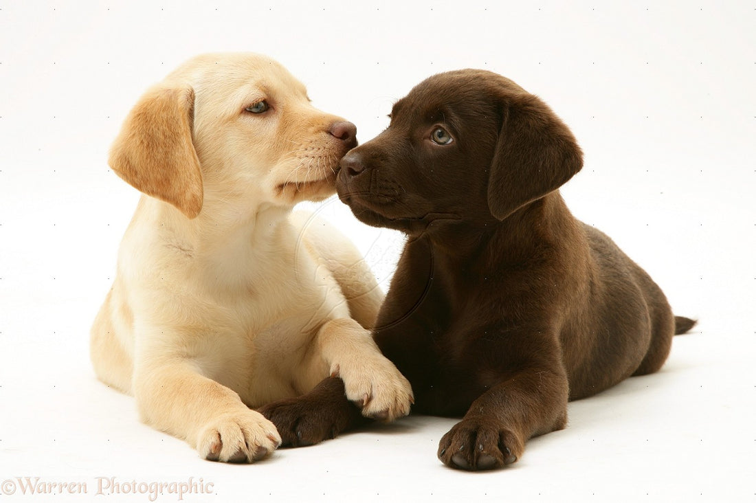 Top 8 Labrador Puppies Who're Ready To Drop Your Jaw Like No One's Business!