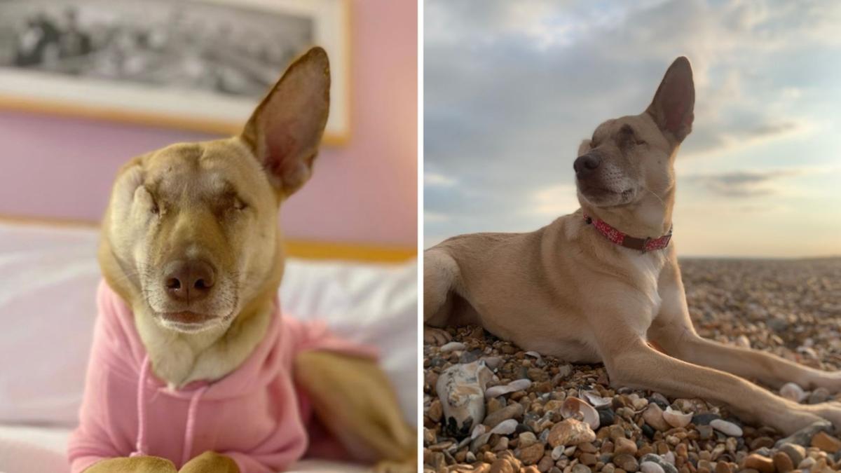 Blind Dog Used As Target Practice Becomes Therapist To Help Others – A ...