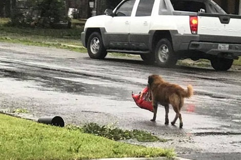 Pups Abandoned During Hurricane Irma Are Up For Adoption In Bay Area