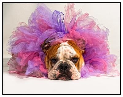 Top 8 English Bulldog Pups Who're Not At All Happy With What They're Wearing!