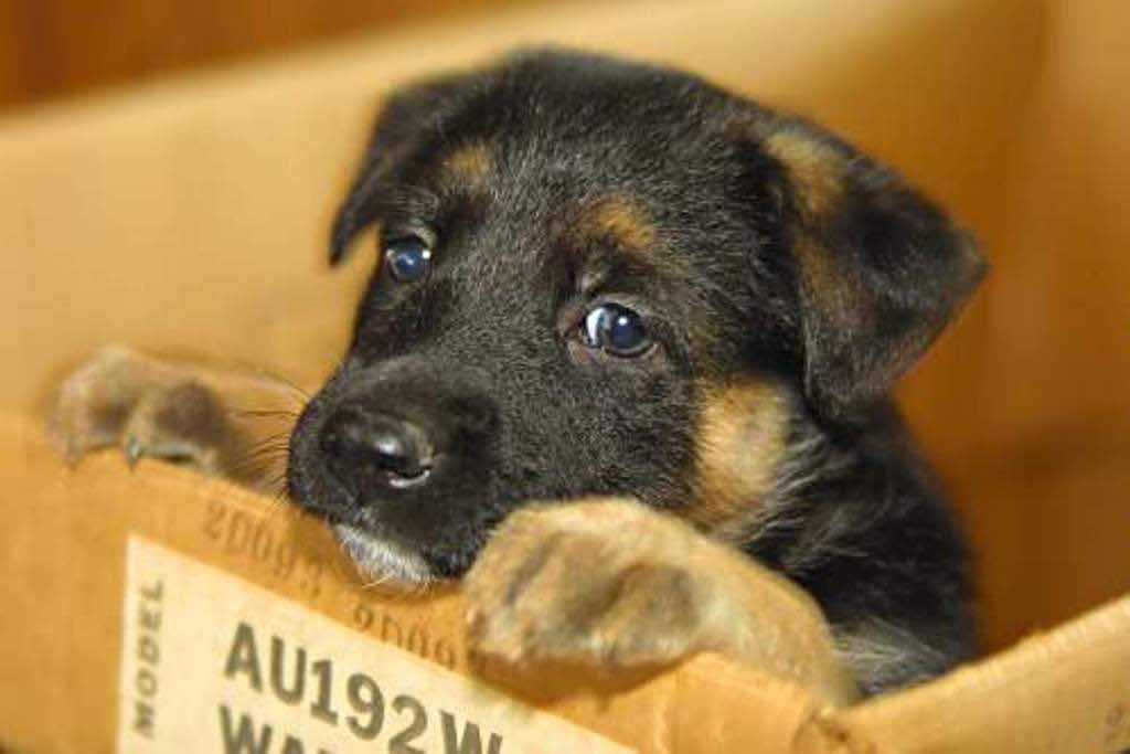 Top 8 Super Cute And Adorable German Shepherd Puppies You Must See Now!