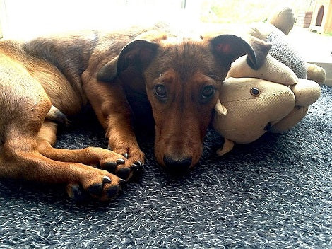 This Is The #1 Reason Why You Should Take Your Pup To The Vet