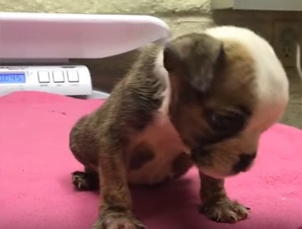 This Pup Was So Tiny That Rescuers Thought She Wouldn't Make It. Now She's Unstoppable!