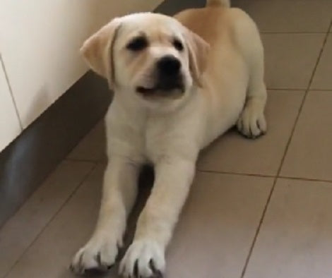 How This Pup Hesitates To Try Peanut Butter Is Going To Make You Laugh!