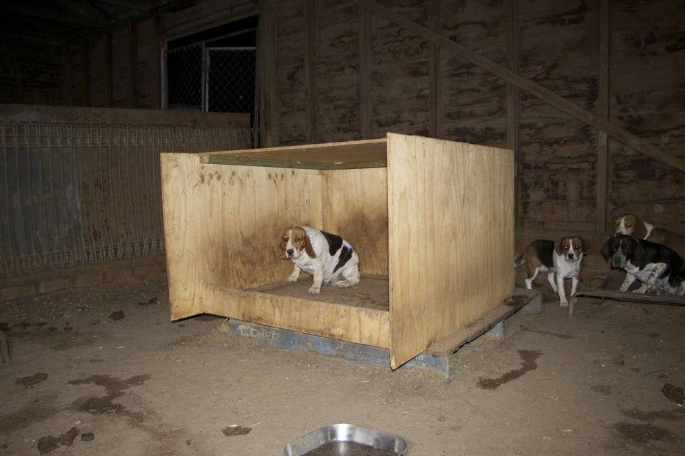 Poor Beagle Mommy Hides Her Babies Inside A Wall...Find Out Why