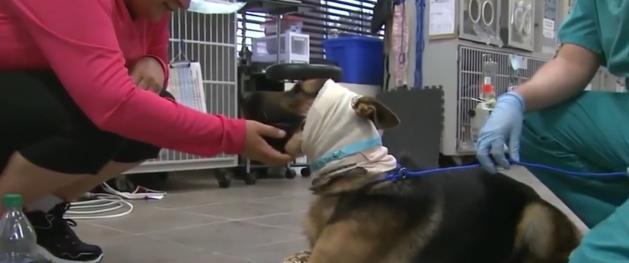 Noah The German Shepherd Requires Surgery After Severe Case Of Cruelty And Neglect
