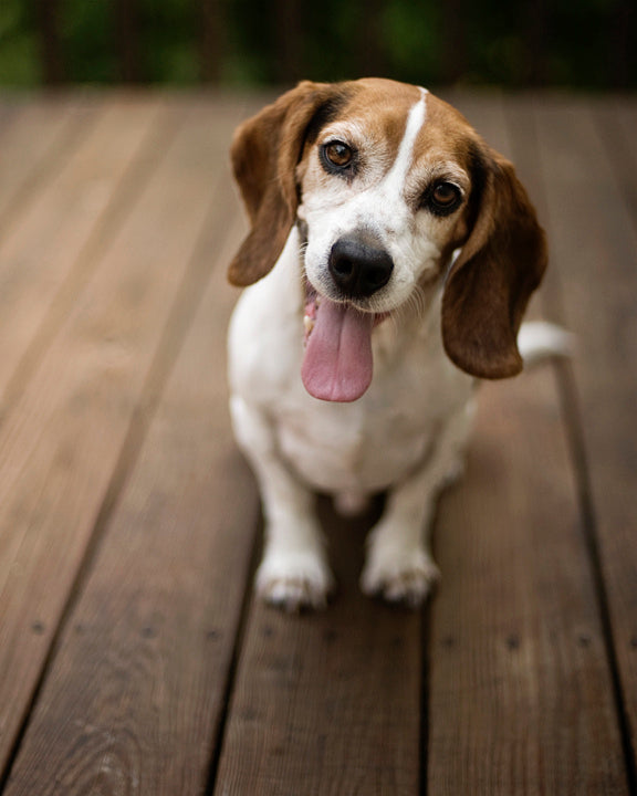 Top 8 Adorable Beagle Pups Who Want To Help You Smile The Stress Away!