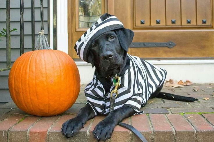 Top 10 Labrador Halloween Costumes That Are Just Too Cute To Be Scary ...