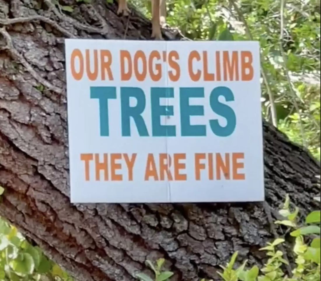 Strange Tree Signpost Catches A Woman's Attention Only To Notice Something Even Stranger