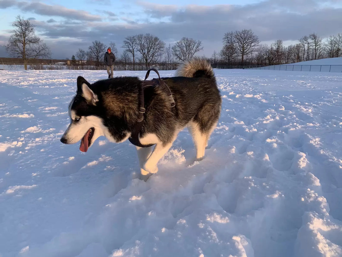 This Husky Just Won’t Give Up His Snow!