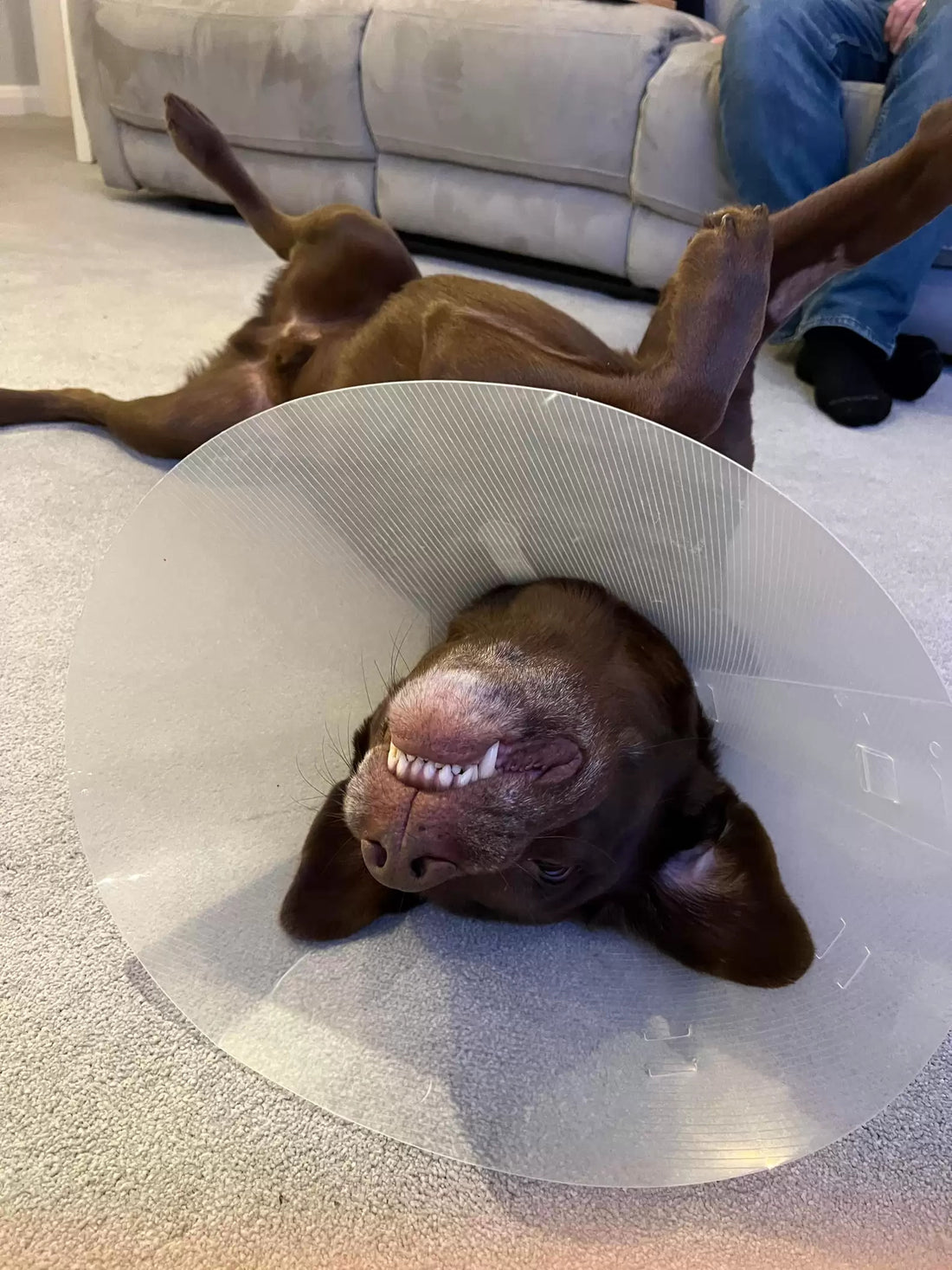 Dad Wears The Cone Of Shame So His Dog Won't Feel Lonely!