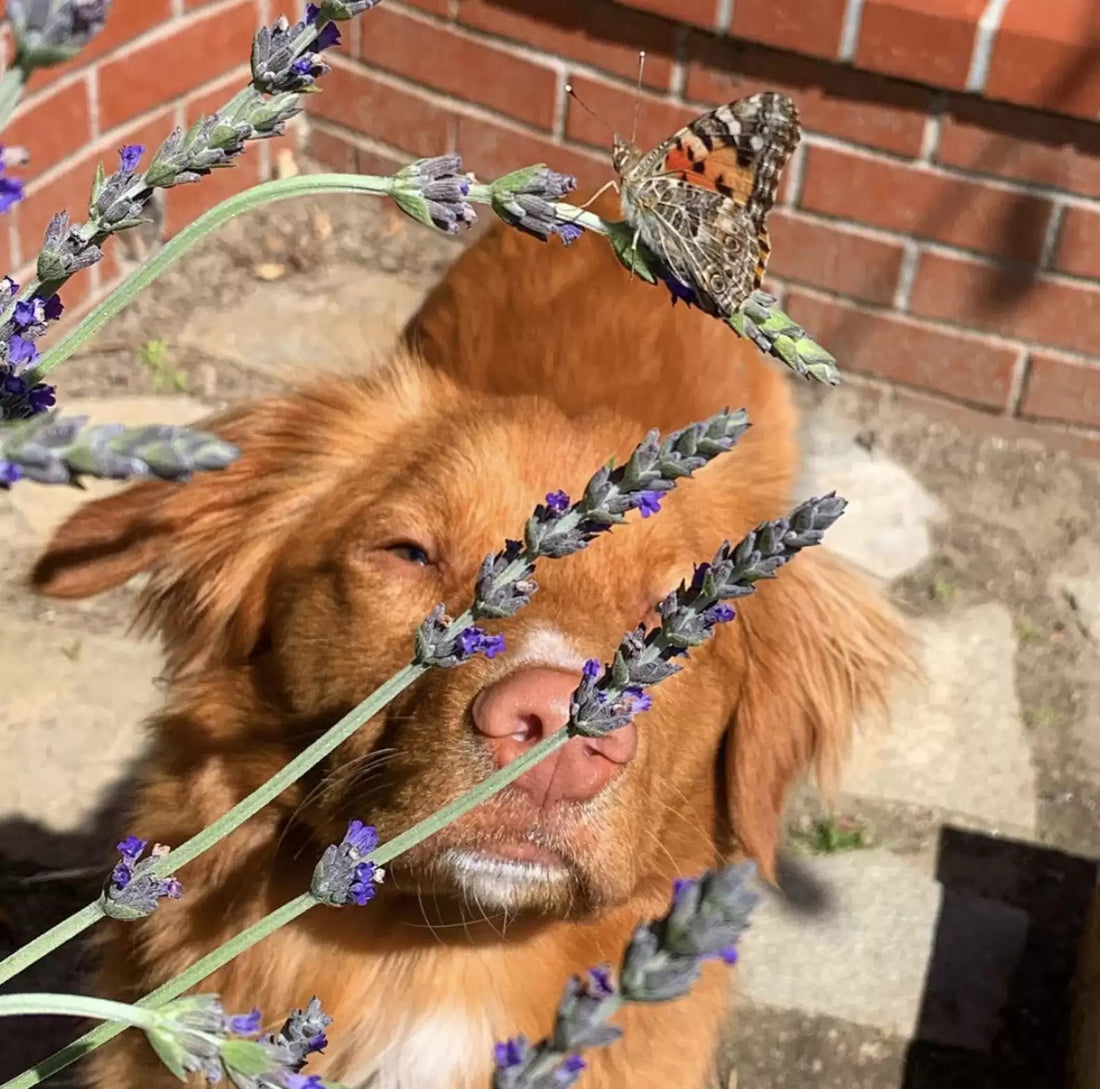 Gentle Dog Makes Friends With All Butterflies In The Garden!