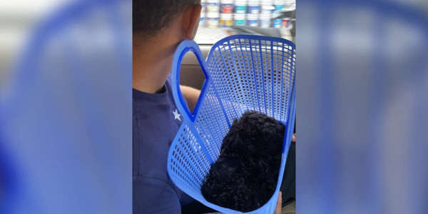 What Do You See? A Dog Or A Bath Mat?