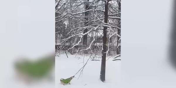 Dog Who Loves Sticks Asks A Tree For One!