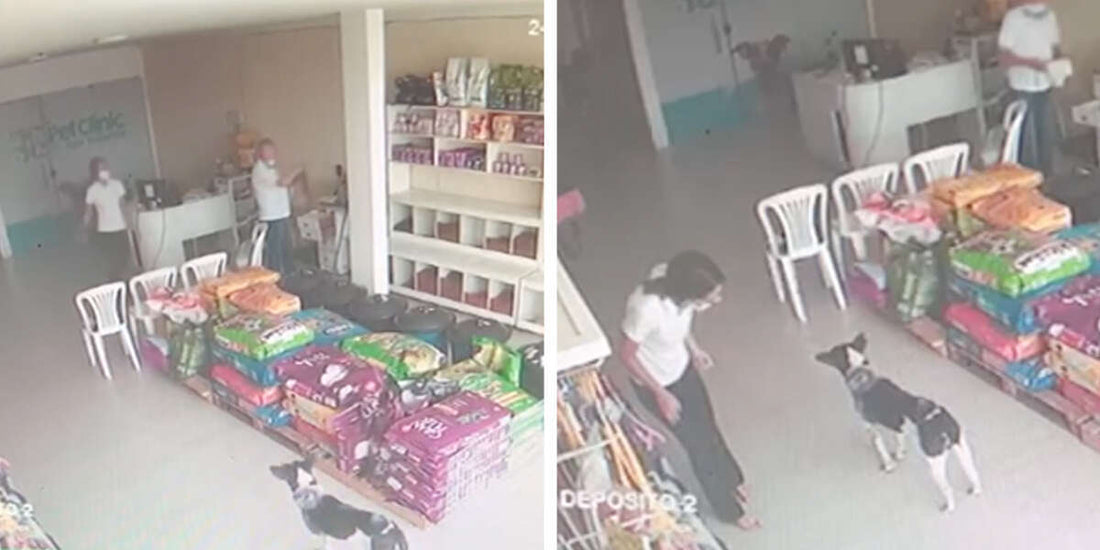 Dog Brings Himself To Vet For Help