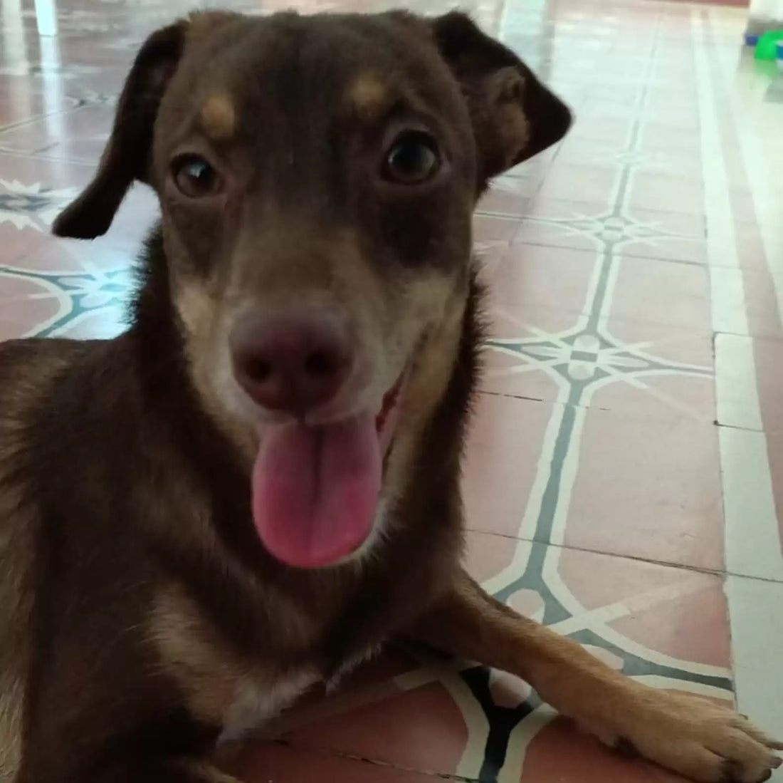 Dog Finds His Way Home After He Went Missing For A Week