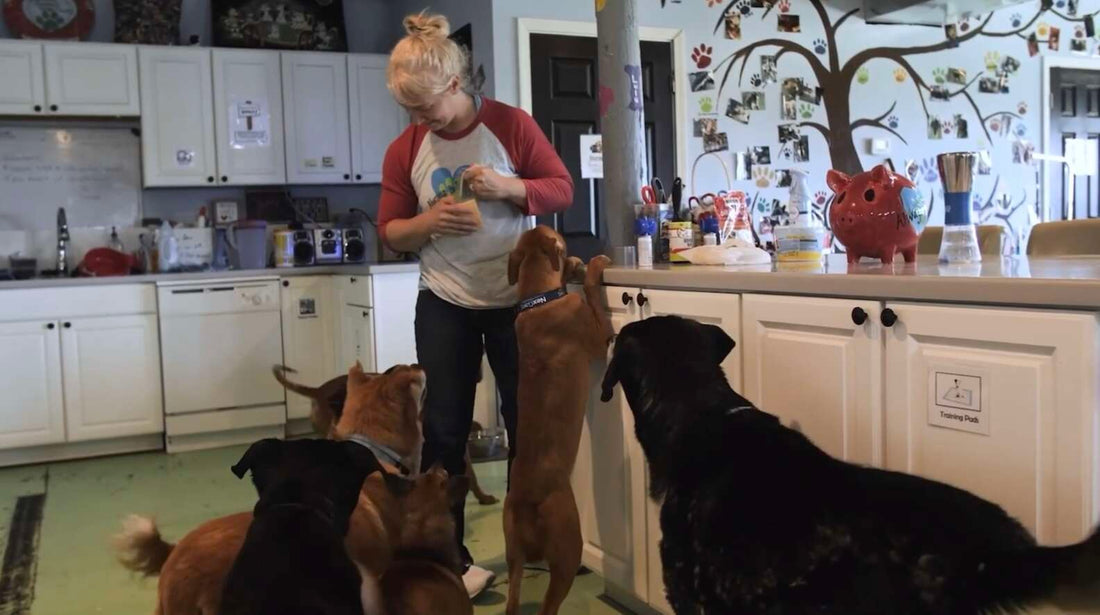 Every Single Night, These Shelter Workers Say Goodnight To Each Resident Dog!