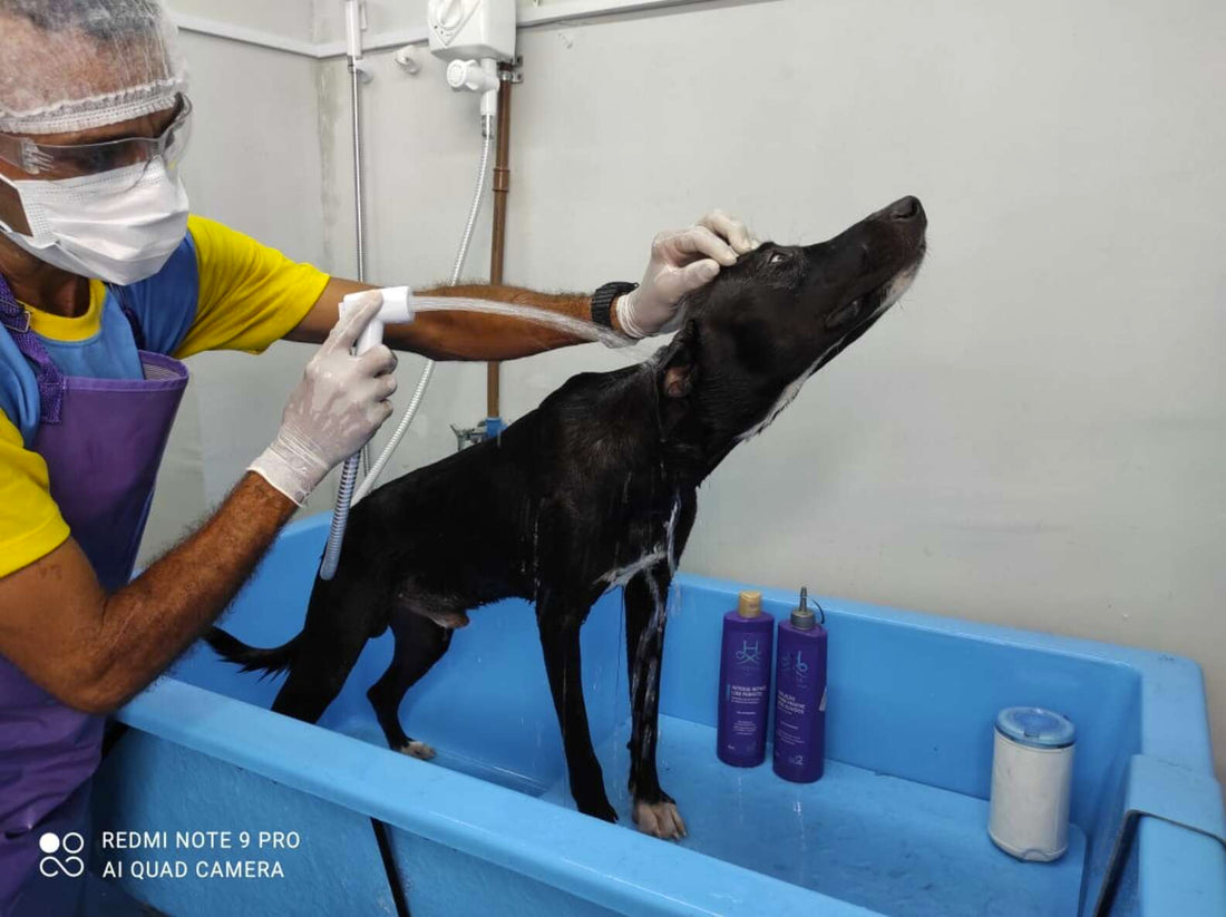 Injured Stray Dog Visits A Vet Clinic To Ask People For Help