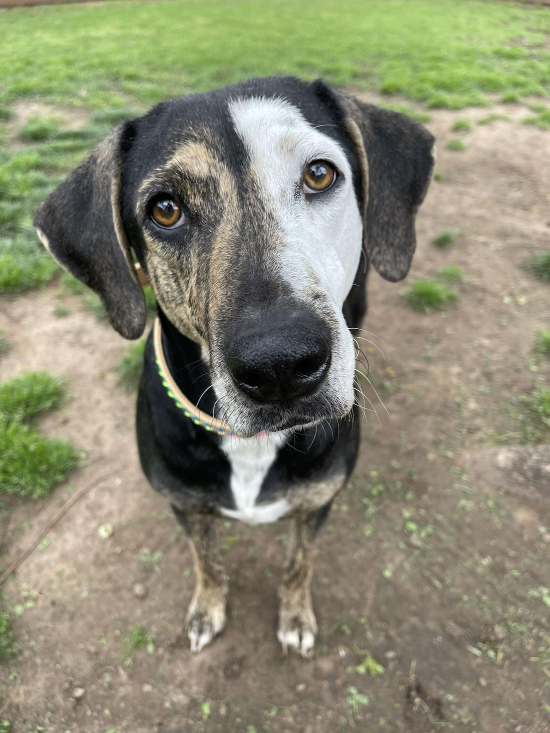 How Something As Simple As Being Indoors Can Improve A Dog’s Life