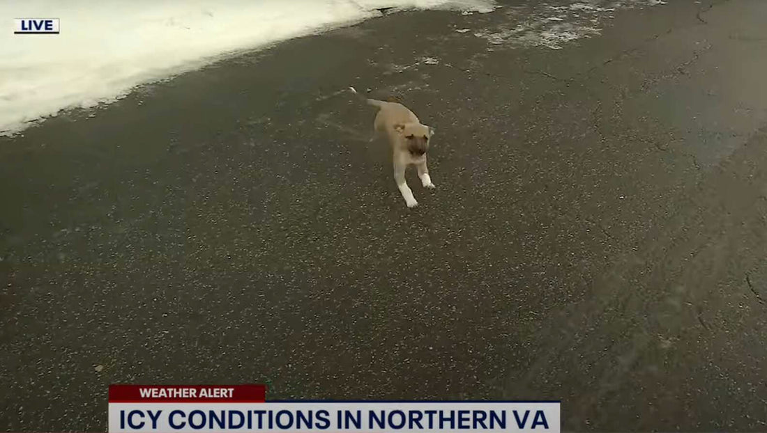 Adorable Puppy Interrupts Live TV News Segment And Wins Everyone's Hearts!