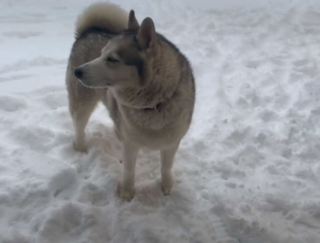 Mom Tells Her Pup To Come Inside, But Sneaky Dog Says No!