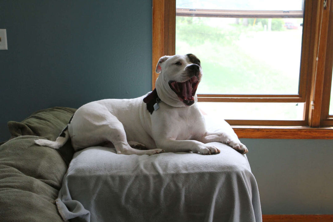 This Dog Is So Obsessed With Stuffing She Took Her Obsession To A Whole New Level!